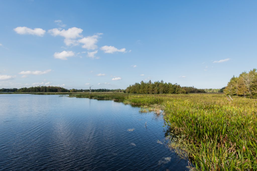 Florida Wetlands Conservation